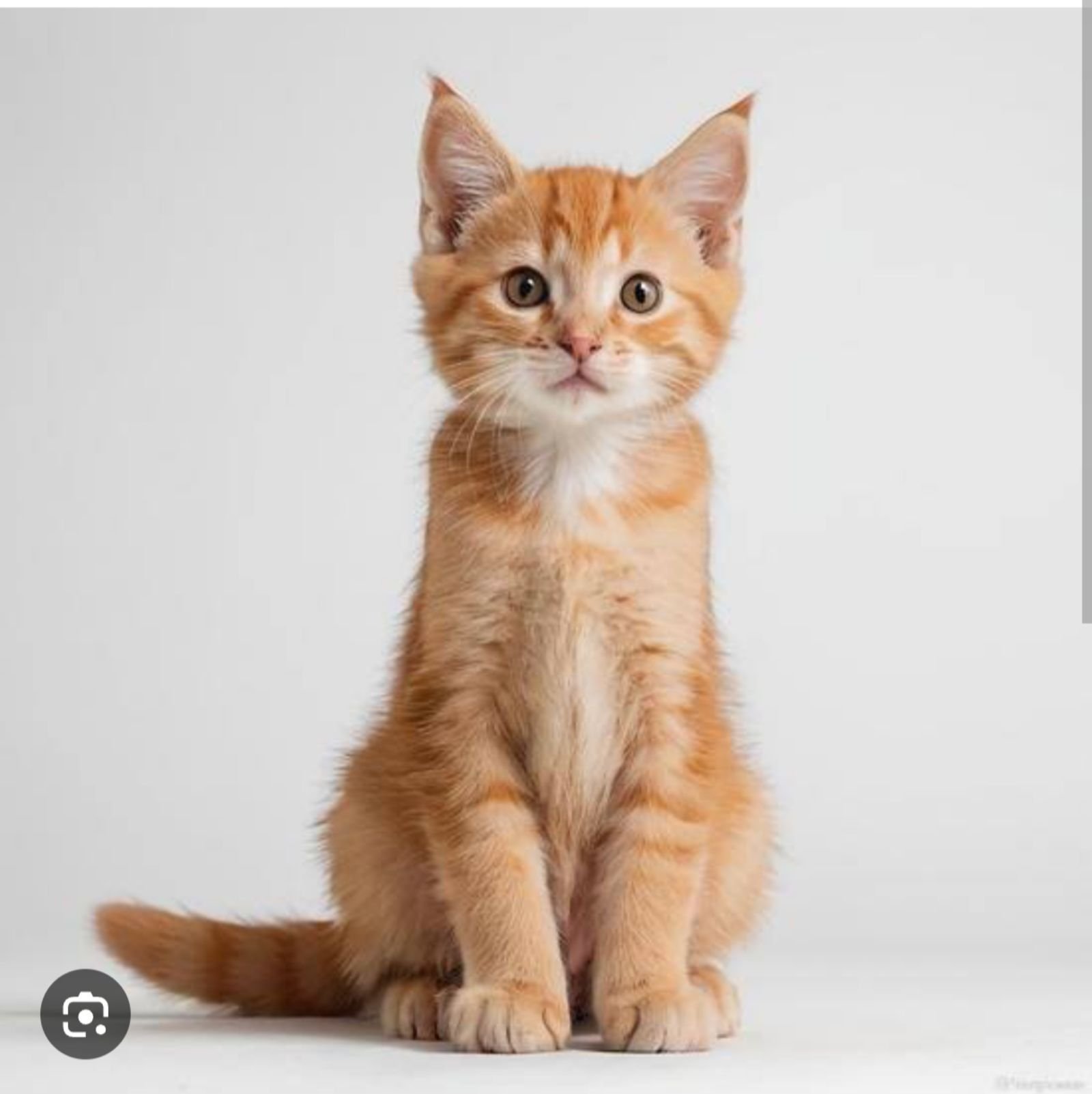No image found